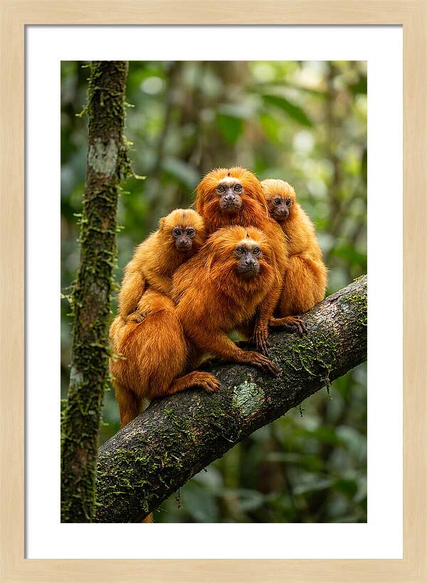 Golden Lion Tamarin Family