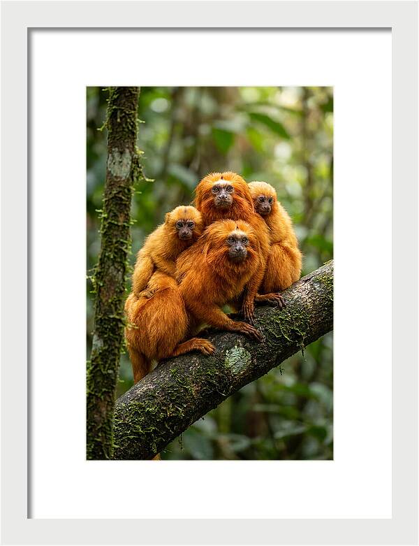 Golden Lion Tamarin Family