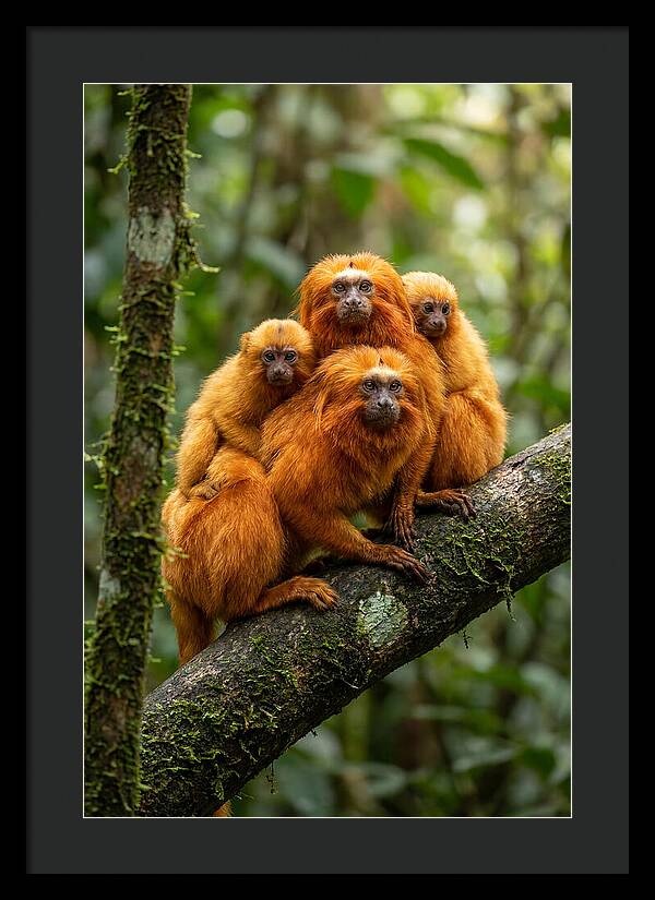 Golden Lion Tamarin Family