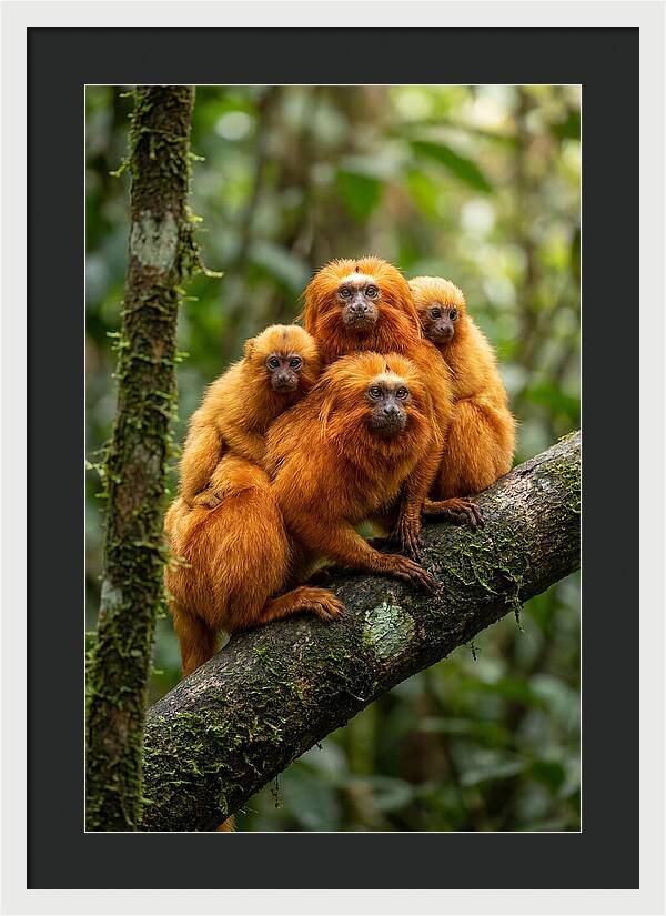 Golden Lion Tamarin Family
