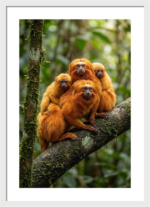 Golden Lion Tamarin Family