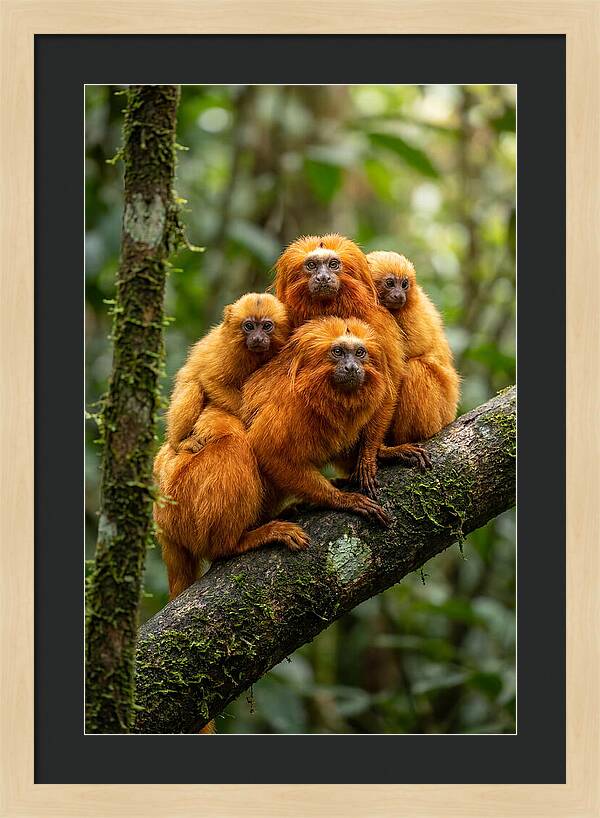 Golden Lion Tamarin Family