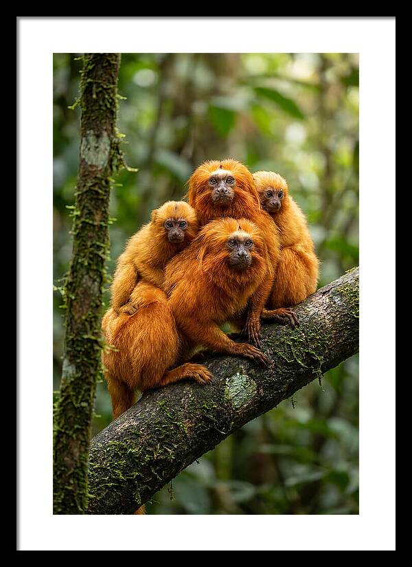 Golden Lion Tamarin Family