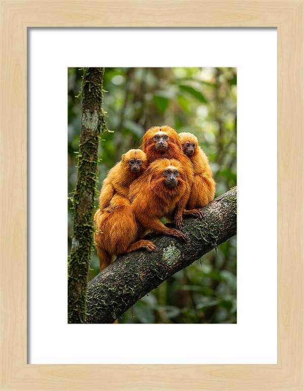 Golden Lion Tamarin Family