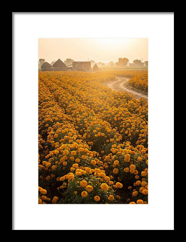 Golden Marigold Fields At Dawn
