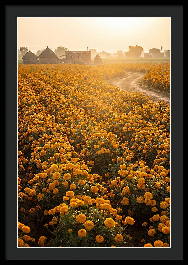 Golden Marigold Fields At Dawn