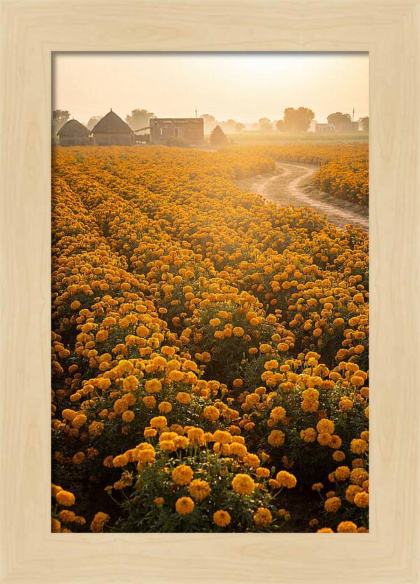 Golden Marigold Fields At Dawn