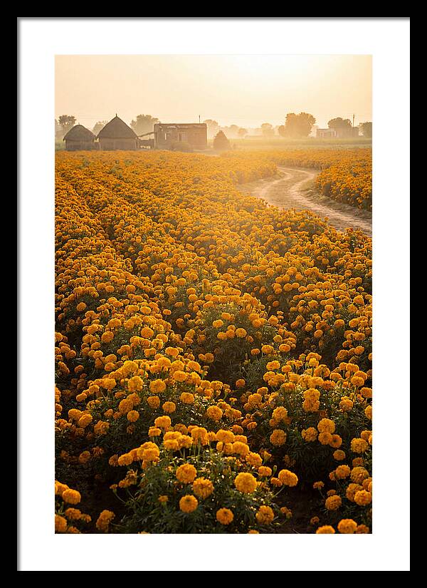Golden Marigold Fields At Dawn