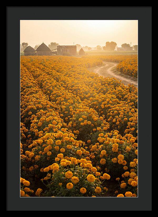 Golden Marigold Fields At Dawn