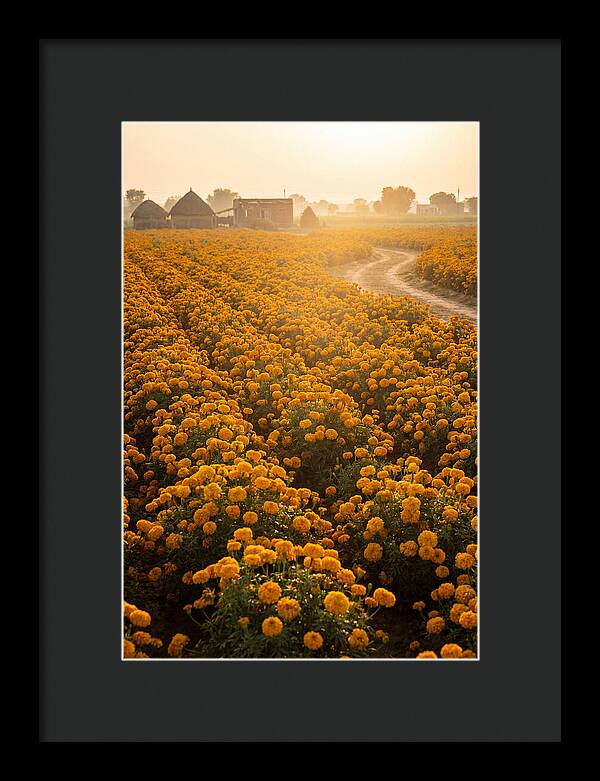 Golden Marigold Fields At Dawn