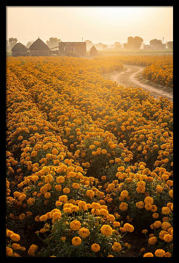 Golden Marigold Fields At Dawn
