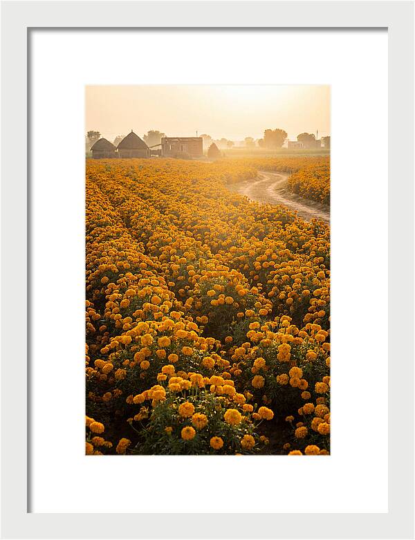 Golden Marigold Fields At Dawn