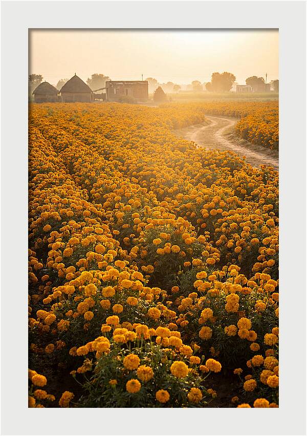 Golden Marigold Fields At Dawn