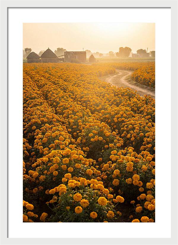 Golden Marigold Fields At Dawn