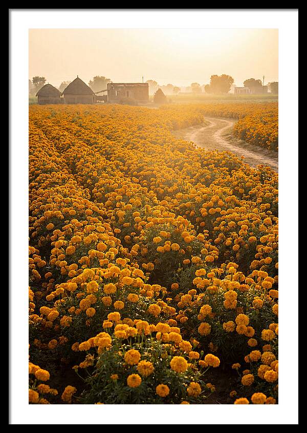 Golden Marigold Fields At Dawn