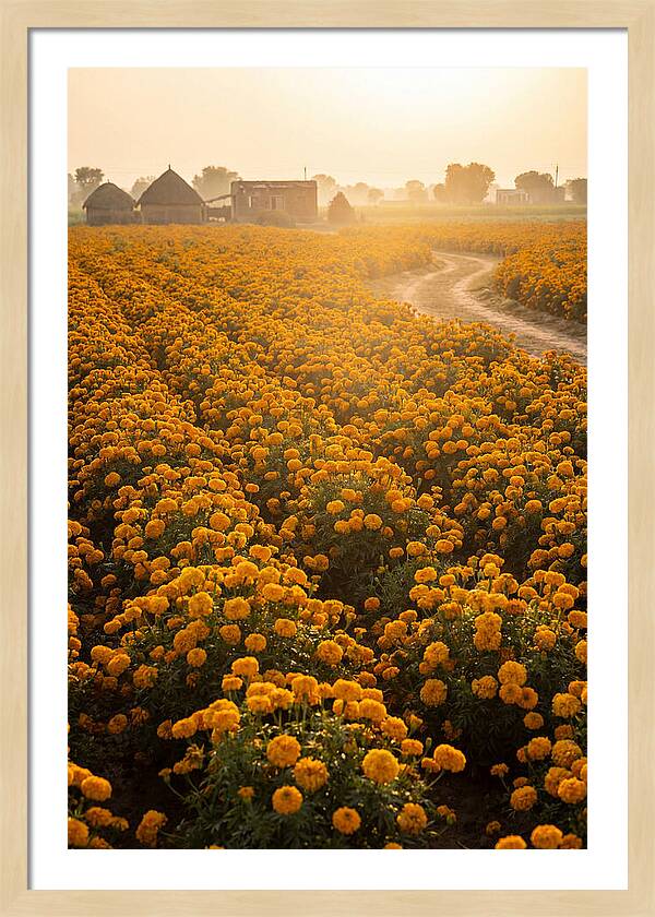 Golden Marigold Fields At Dawn