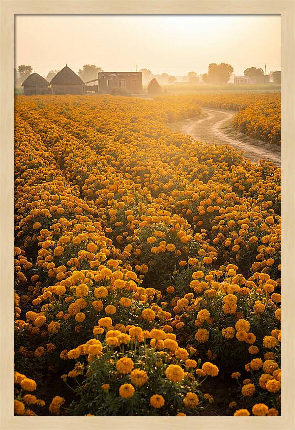 Golden Marigold Fields At Dawn