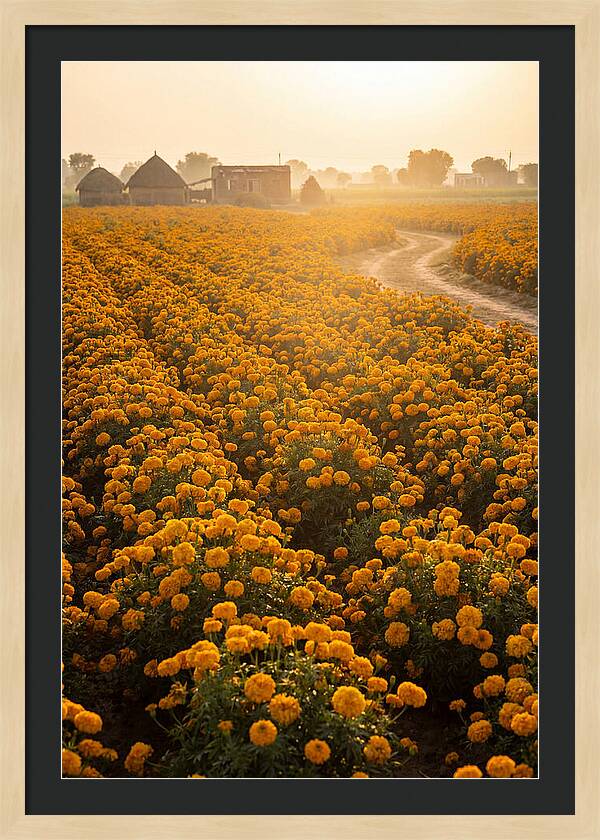 Golden Marigold Fields At Dawn