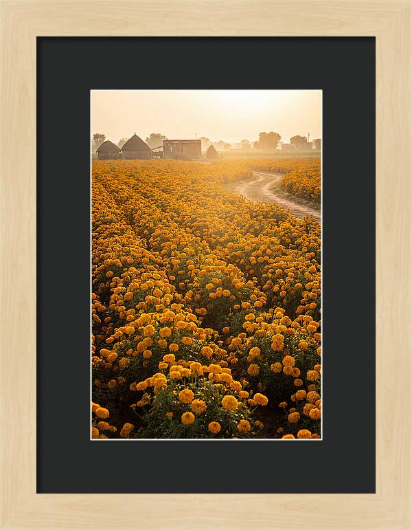 Golden Marigold Fields At Dawn