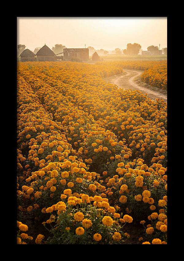 Golden Marigold Fields At Dawn