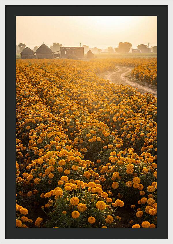 Golden Marigold Fields At Dawn