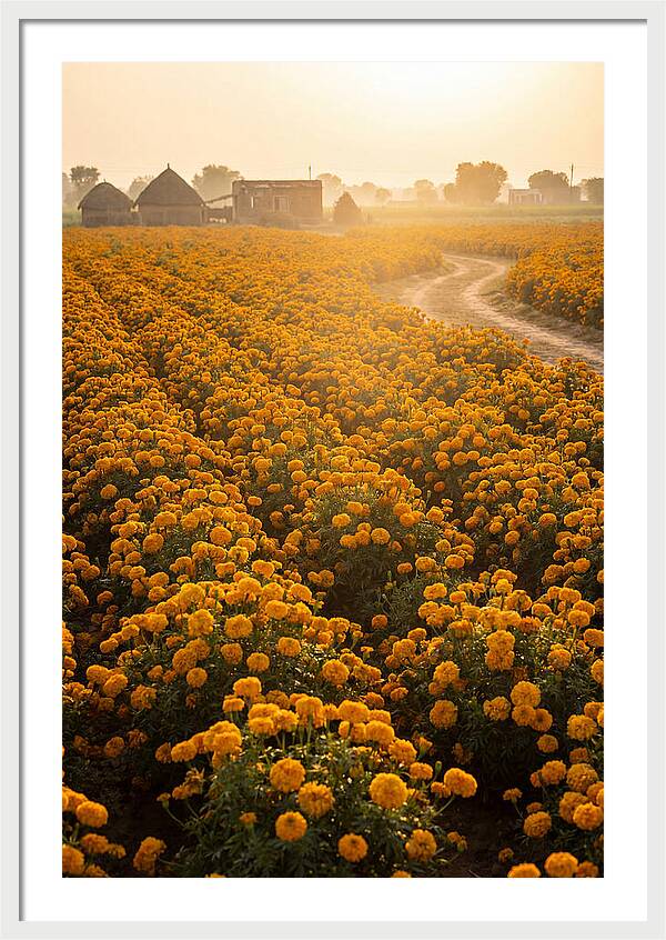 Golden Marigold Fields At Dawn
