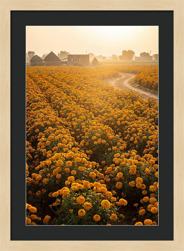 Golden Marigold Fields At Dawn
