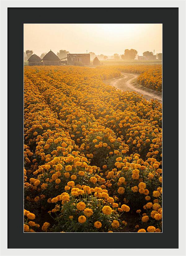 Golden Marigold Fields At Dawn
