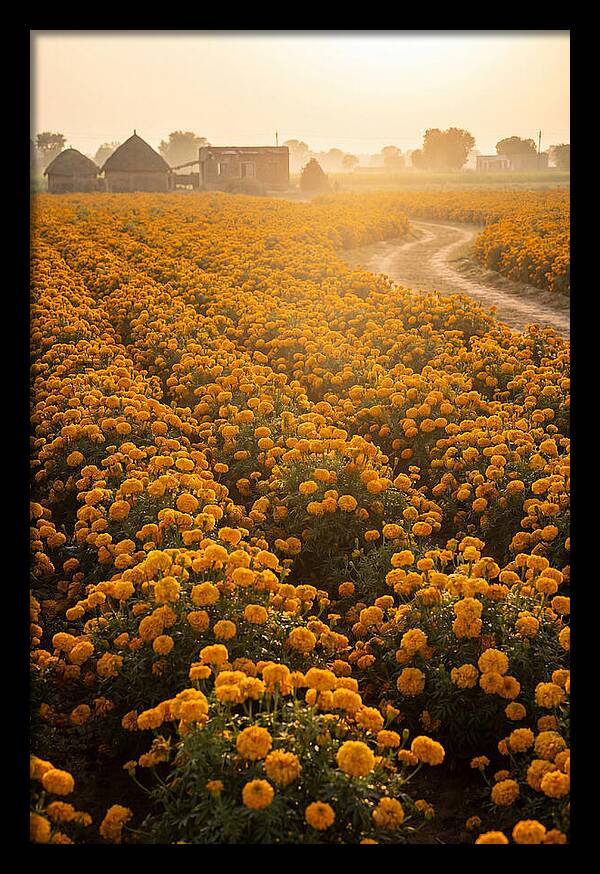 Golden Marigold Fields At Dawn