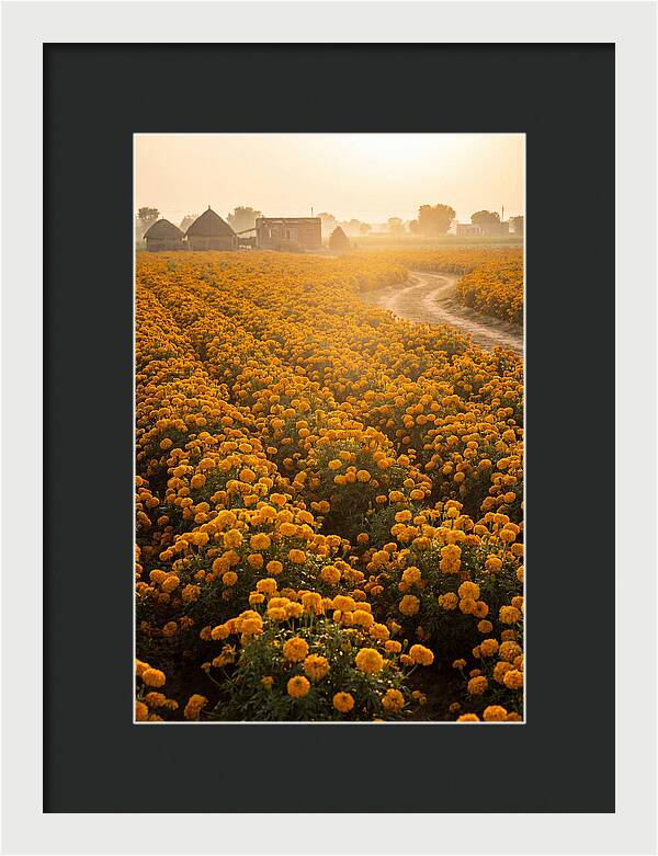 Golden Marigold Fields At Dawn