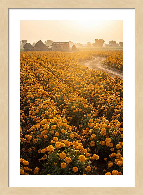Golden Marigold Fields At Dawn