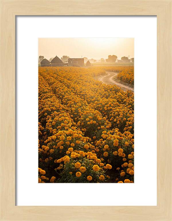 Golden Marigold Fields At Dawn