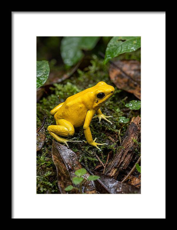 Golden Poison Dart Frog