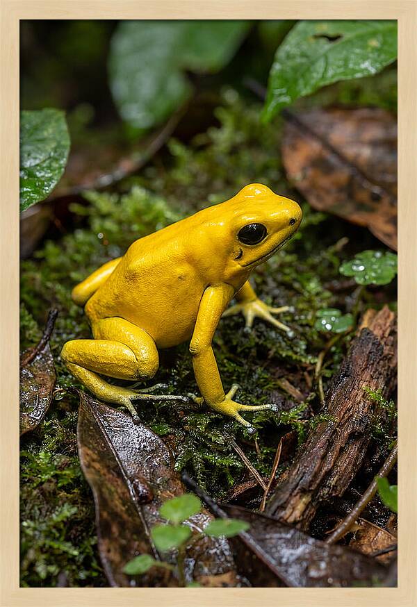Golden Poison Dart Frog