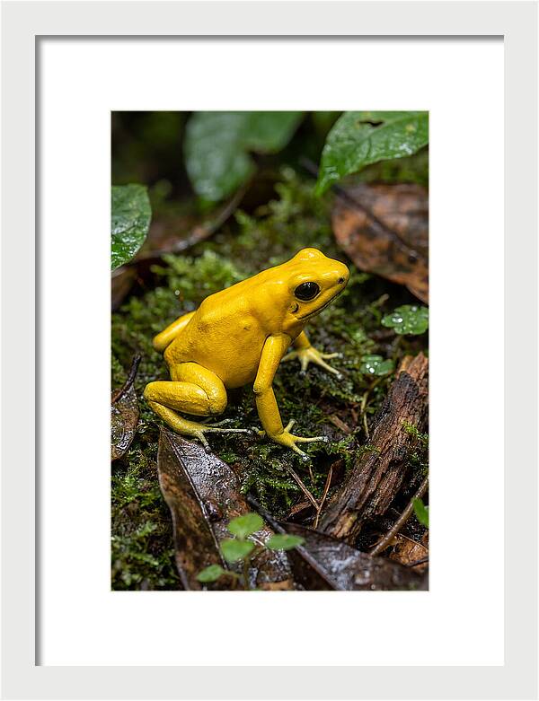 Golden Poison Dart Frog