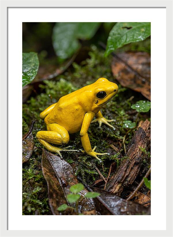 Golden Poison Dart Frog