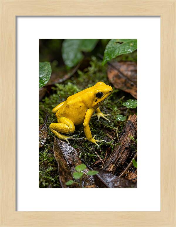 Golden Poison Dart Frog
