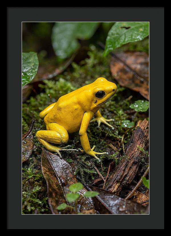Golden Poison Dart Frog