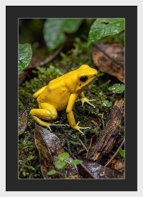 Golden Poison Dart Frog