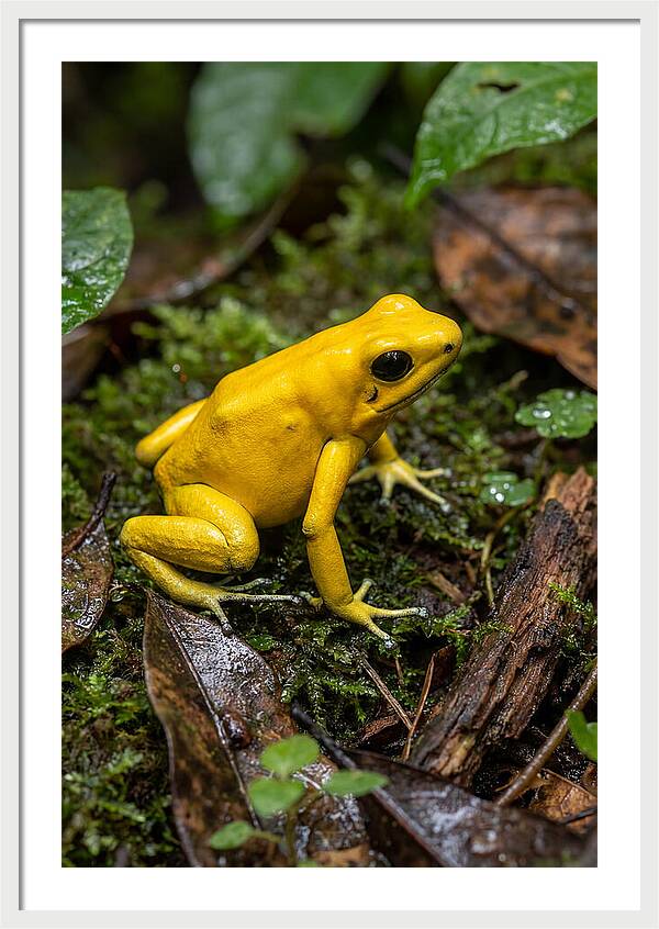 Golden Poison Dart Frog