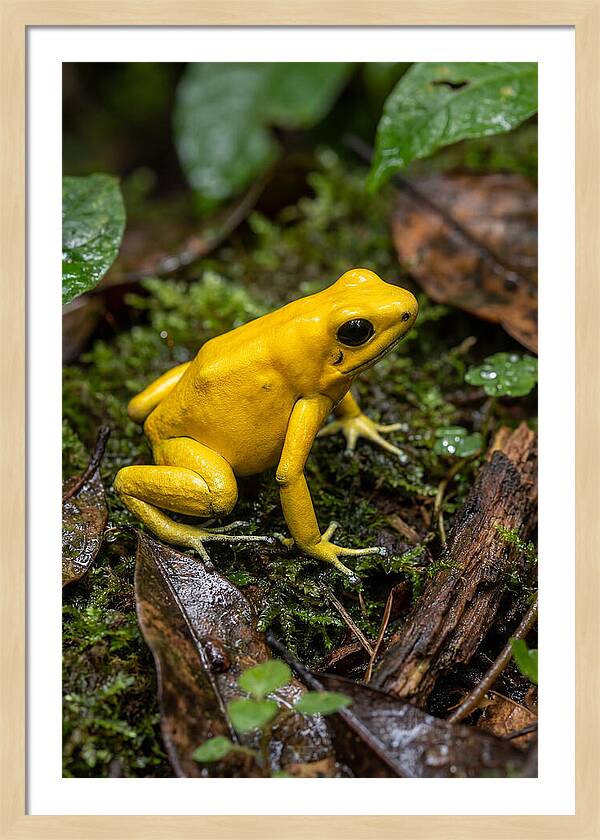 Golden Poison Dart Frog
