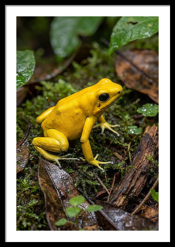 Golden Poison Dart Frog