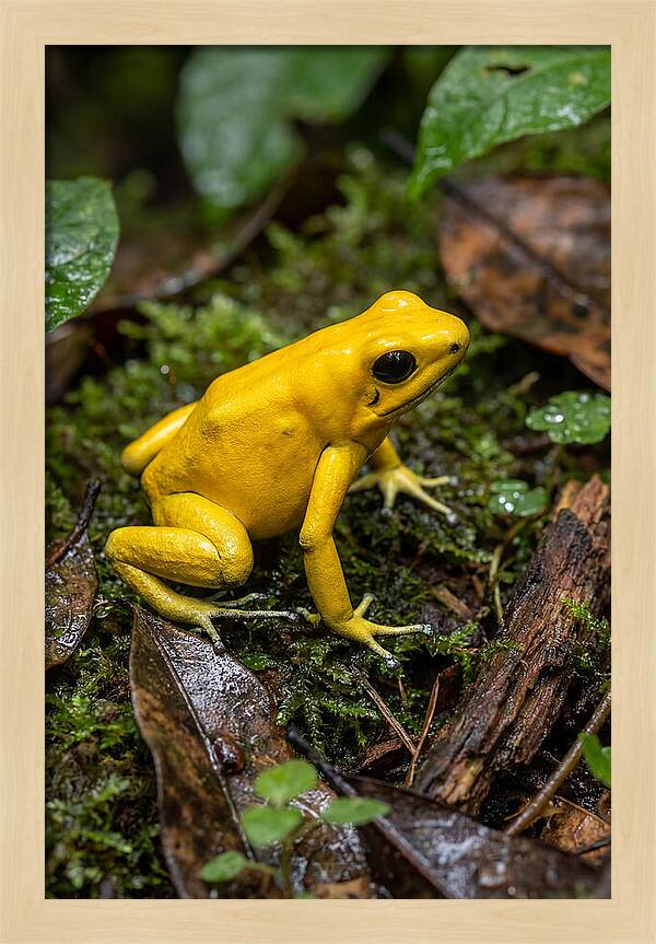 Golden Poison Dart Frog