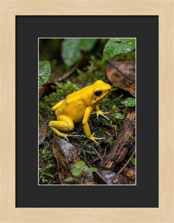 Golden Poison Dart Frog