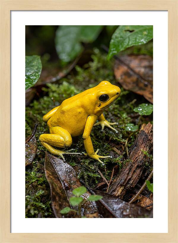 Golden Poison Dart Frog