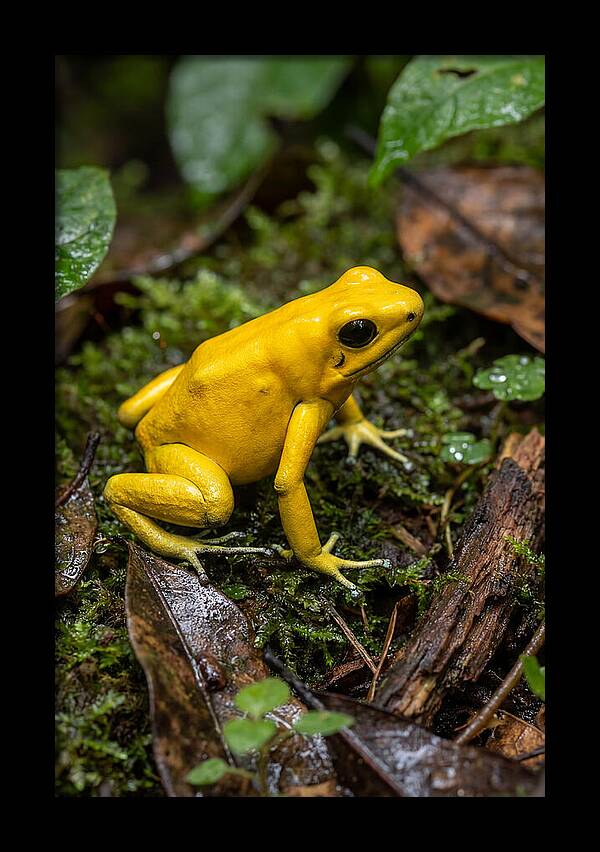 Golden Poison Dart Frog