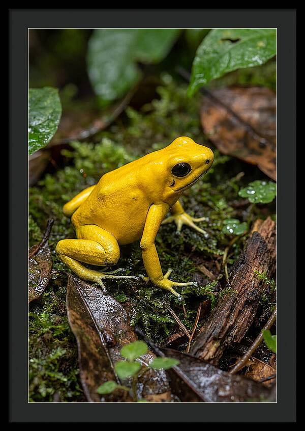 Golden Poison Dart Frog