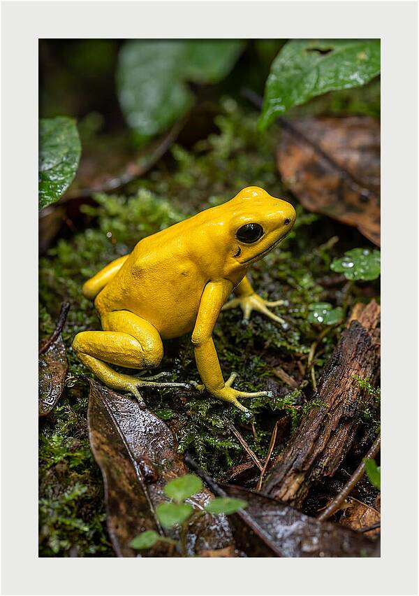 Golden Poison Dart Frog