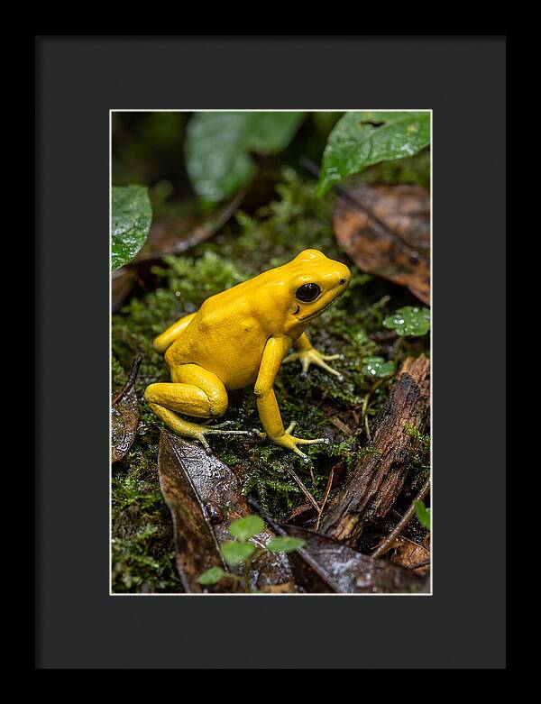 Golden Poison Dart Frog