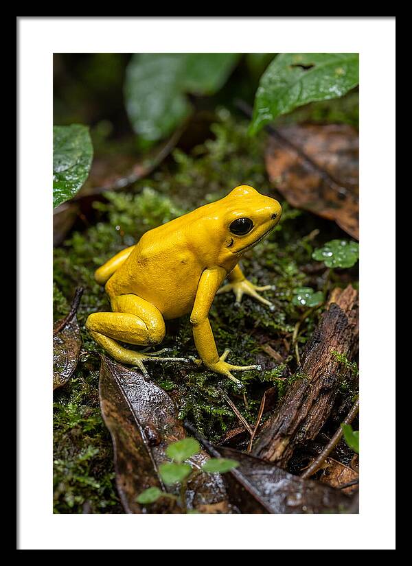 Golden Poison Dart Frog